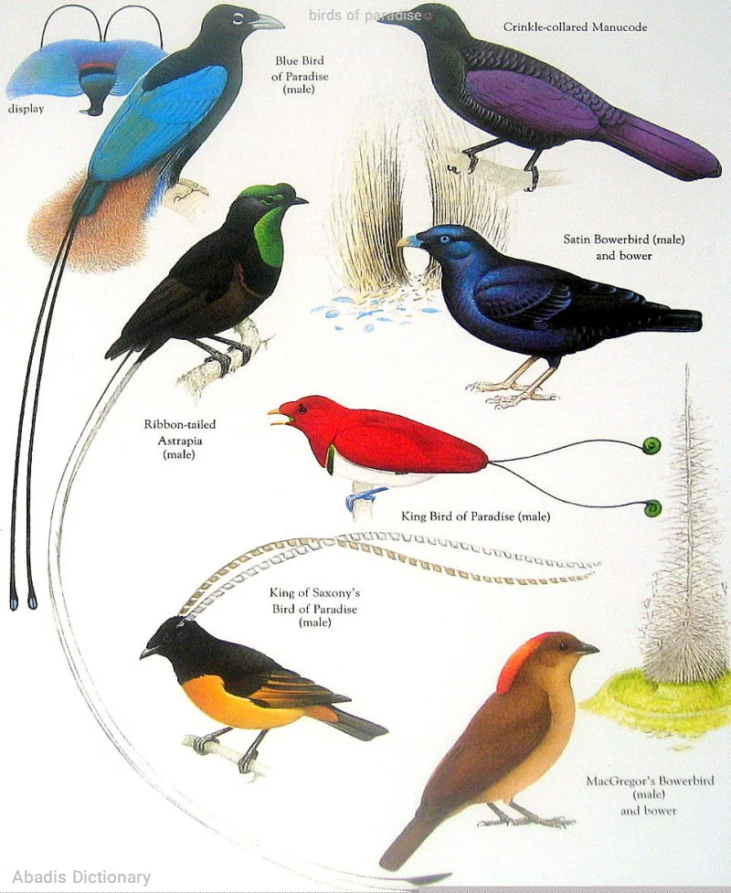 birds of paradise